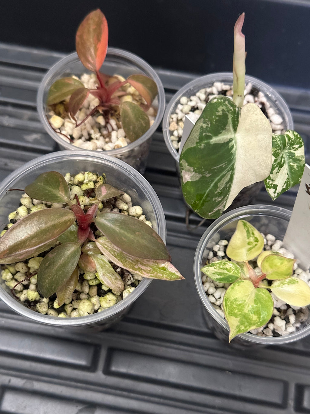 Terri’s order - bundle plants