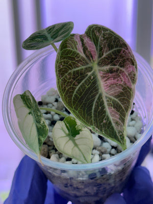 Alocasia Watsonia Albo/pink