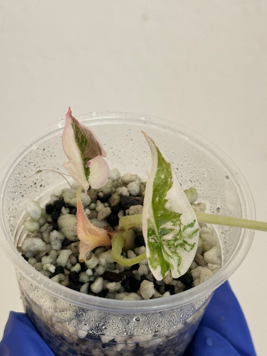 Devin’s order - cuprea pink albo with credit applied
