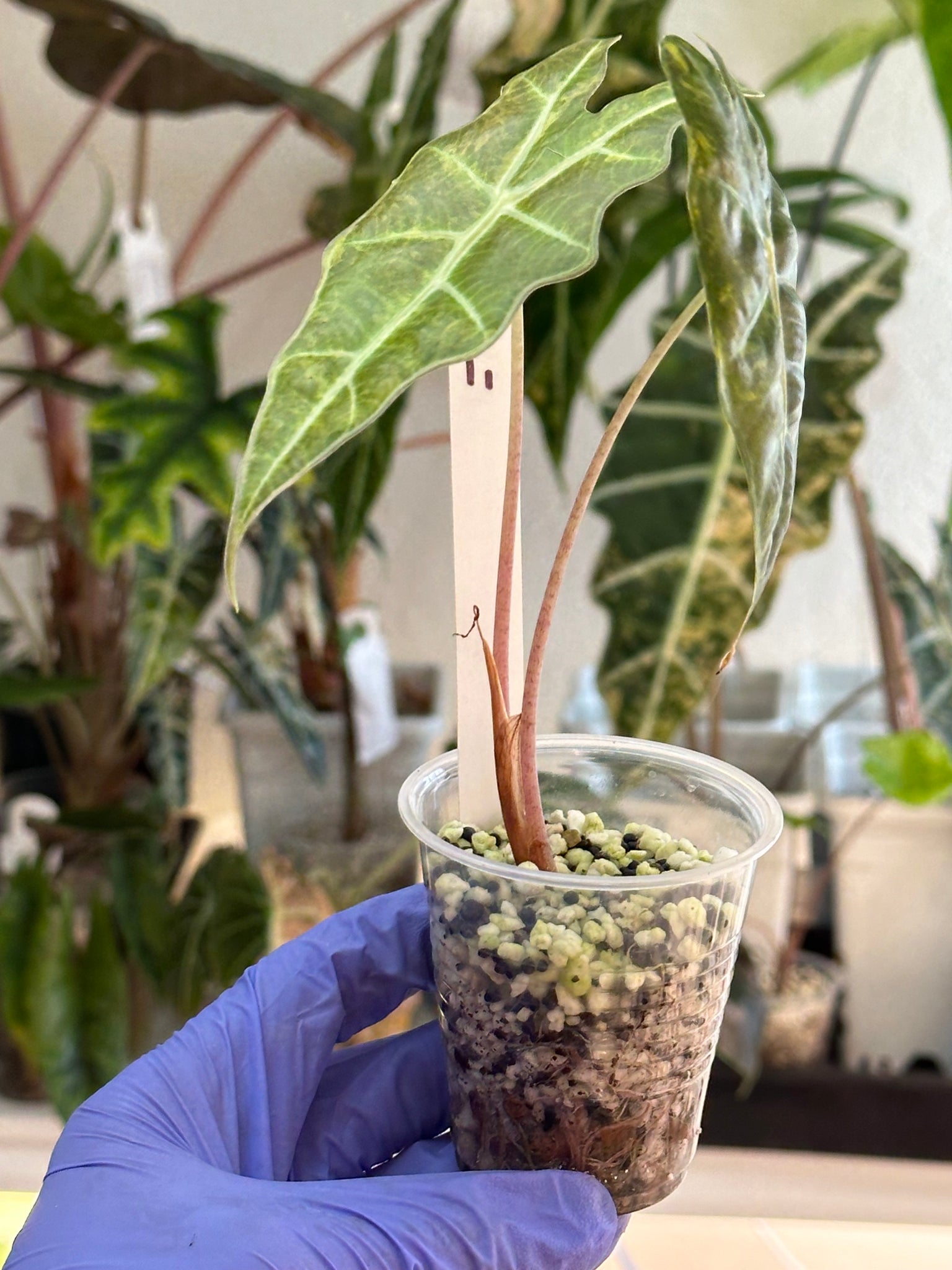 Alocasia Sanderiana Bull Aurea