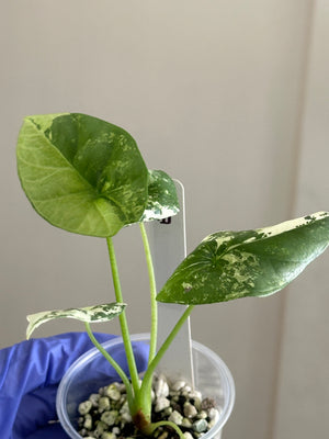 Alocasia Sinuata Albo/Mint - Exact Plant