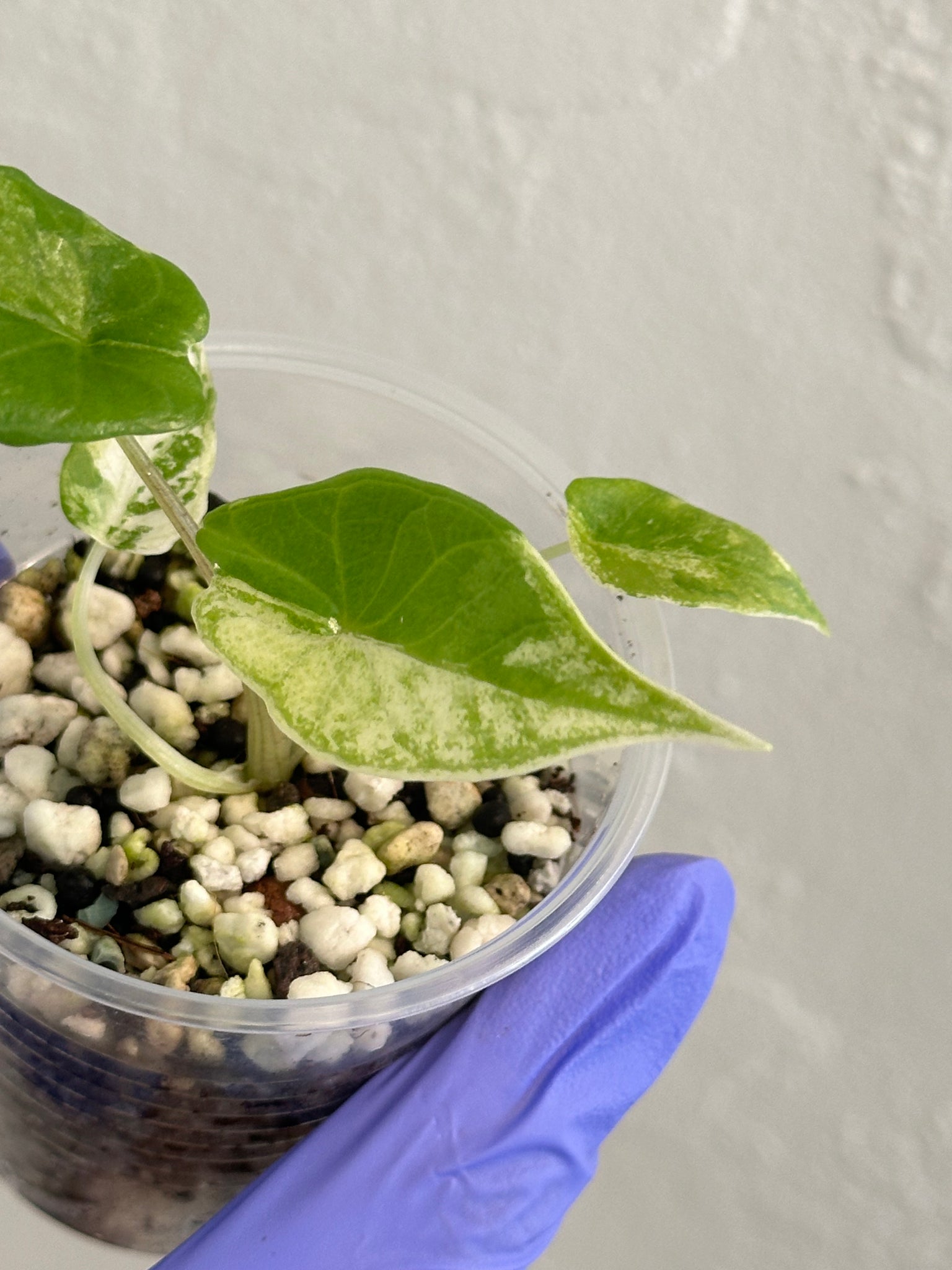 Alocasia Scalprum Albo (Rare)