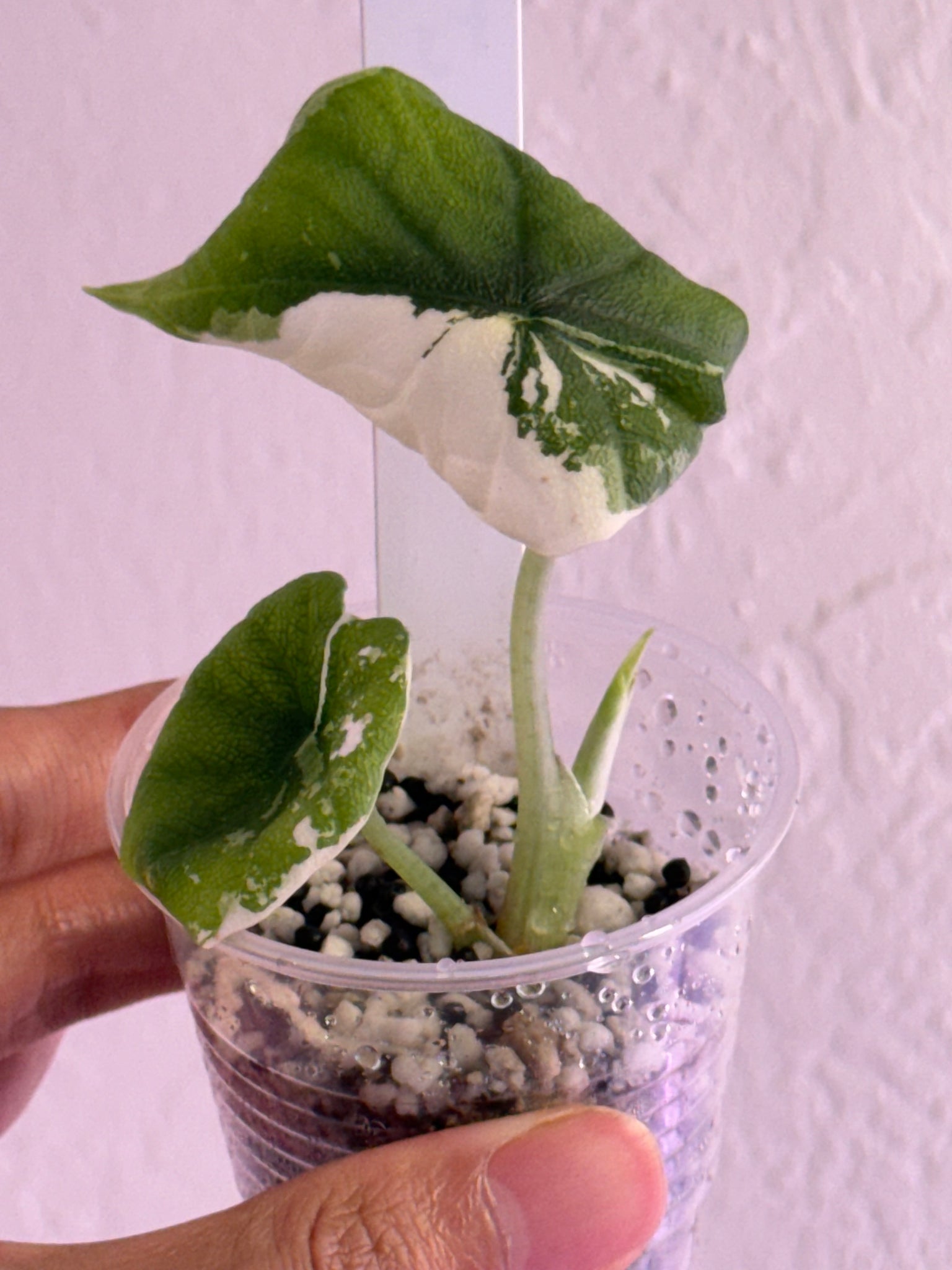 Alocasia Melo Albo var - credits applied for Jessica order