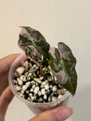 Alocasia Sanderiana Nobilis Pink/Albo