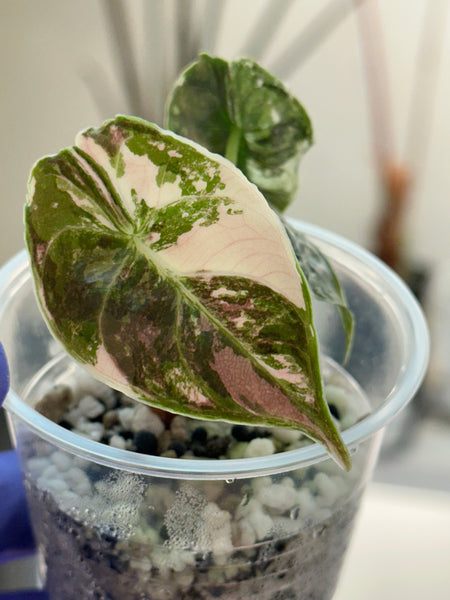 アロカシア アズラニー アルボ 斑入りAlocasia Azlanii Albo アロカシア アズラニー アルボ│Alocasia azlanii albo│観葉