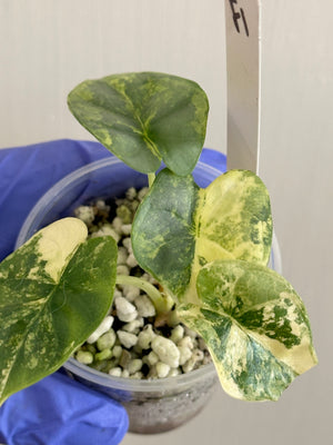 Alocasia Silver Dragpn Aurea Var