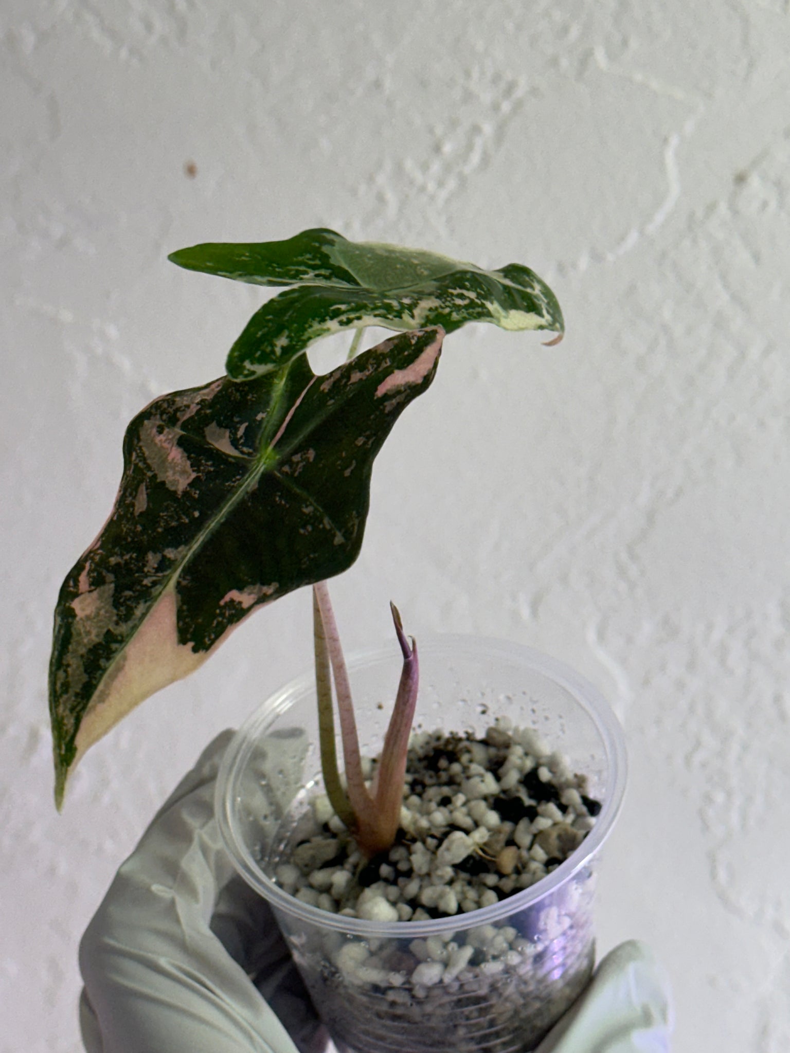 Sanderiana Nobilis Pink/Albo high var