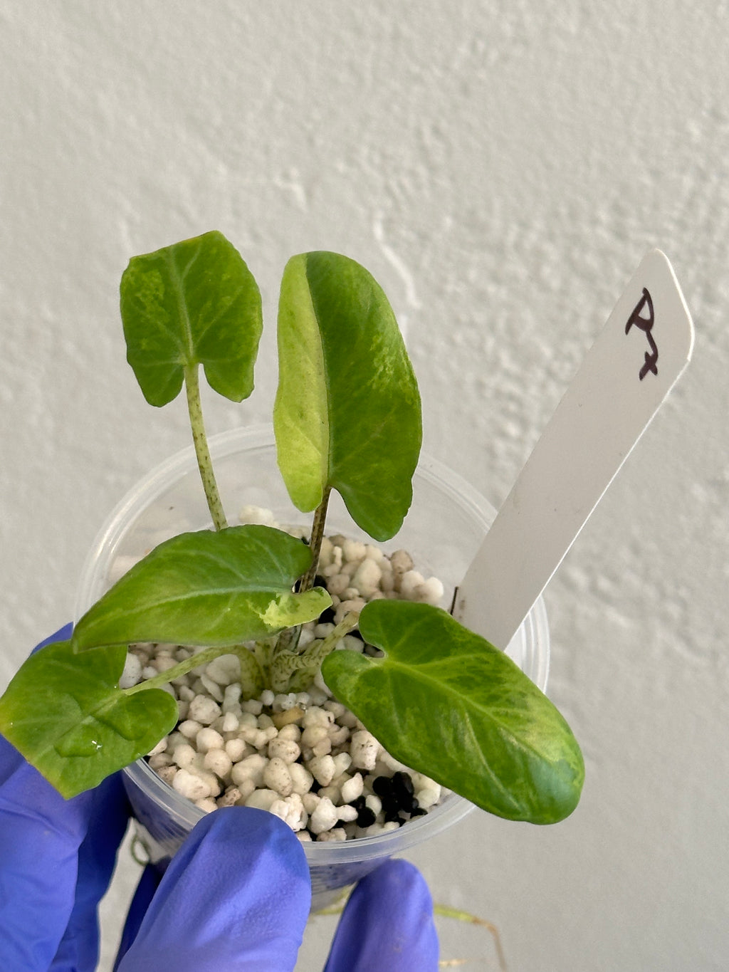 Alocasia Lauterbachiana Aurea