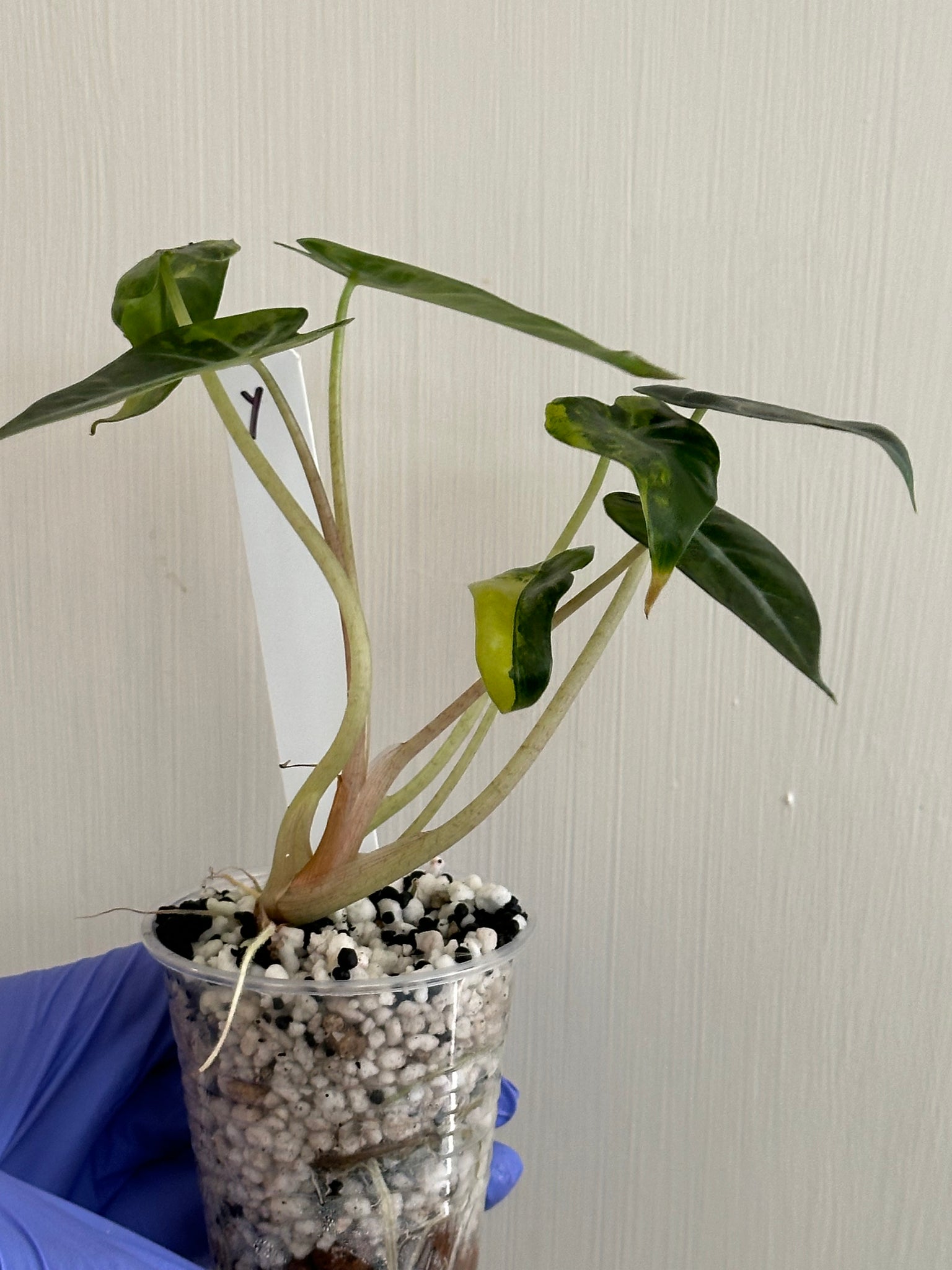 Alocasia Bambino Aurea