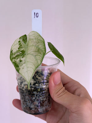Alocasia nebula true aurea #38 + Watsonia mint albo discounted + Watsonia doff var #10