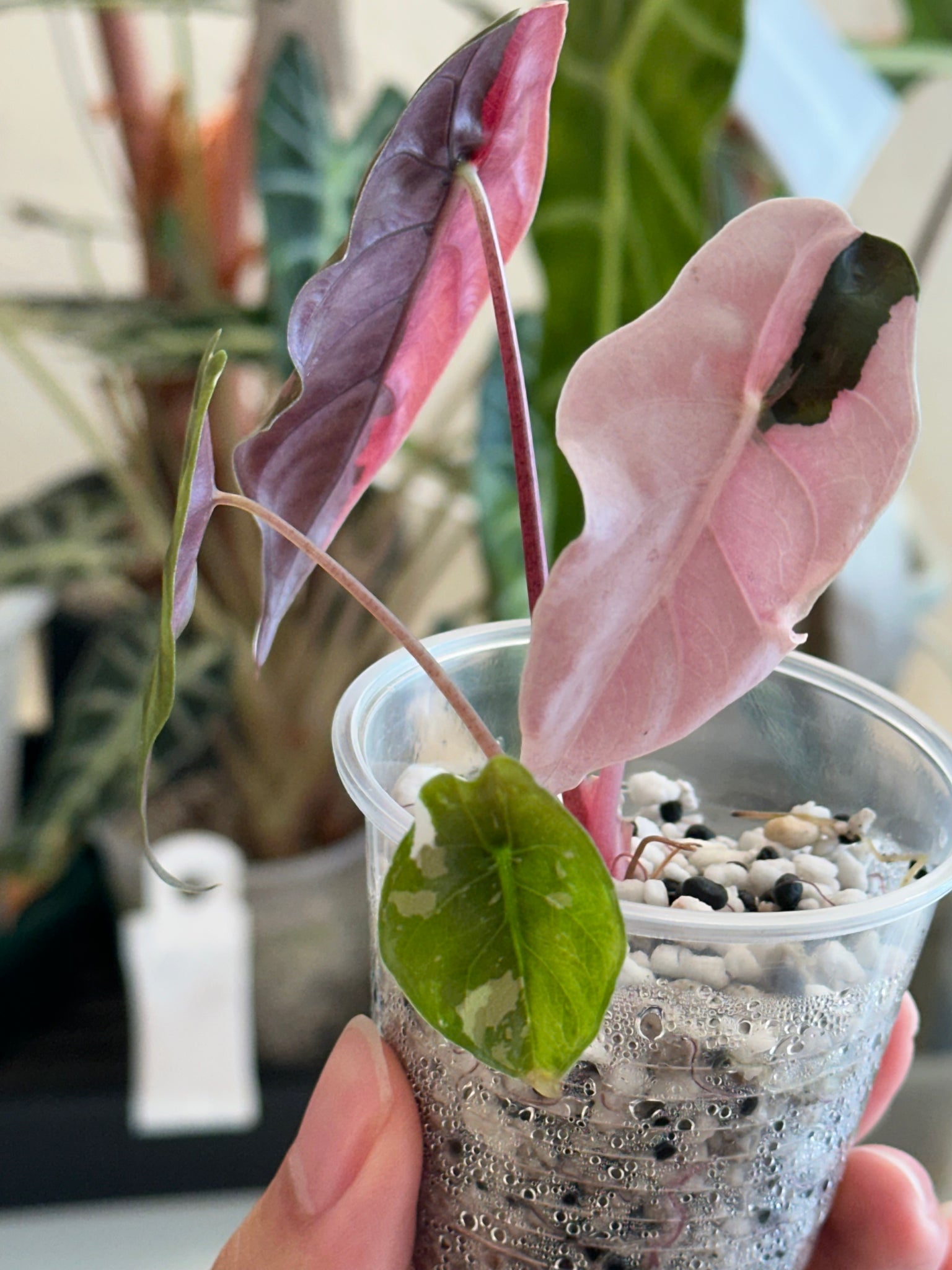 Alocasia Pink Chantrieri high var