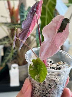 Alocasia Pink Chantrieri high var