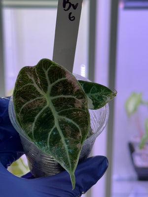 Alocasia Watsonia pink/albo high var