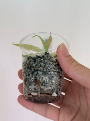 Philodendron Tortum Aurea  #138