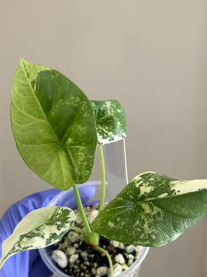 Alocasia Sinuata Albo/Mint - Exact Plant