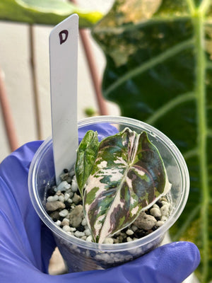 Alocasia Azlanii var #D and delta force #H