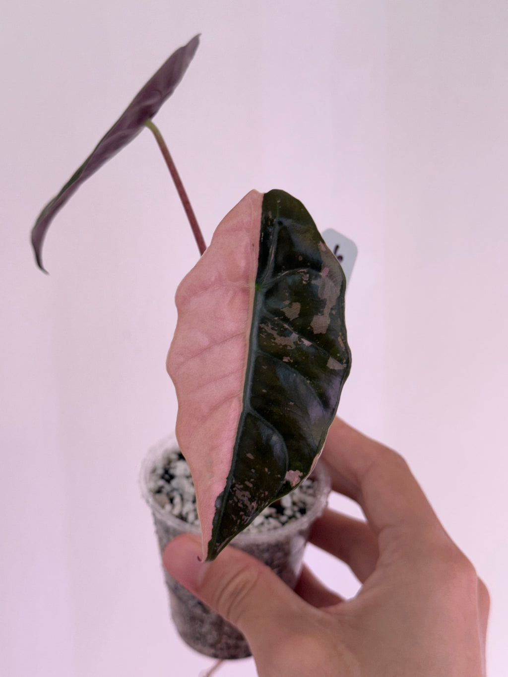 Alocasia Chantrieri Pink high var new leaf