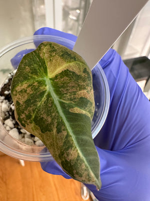 Alocasia black velvet aurea - bundle add on