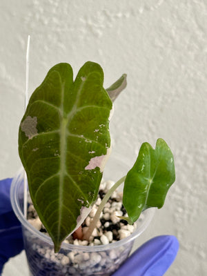 Alocasia Polly Pink/Albo