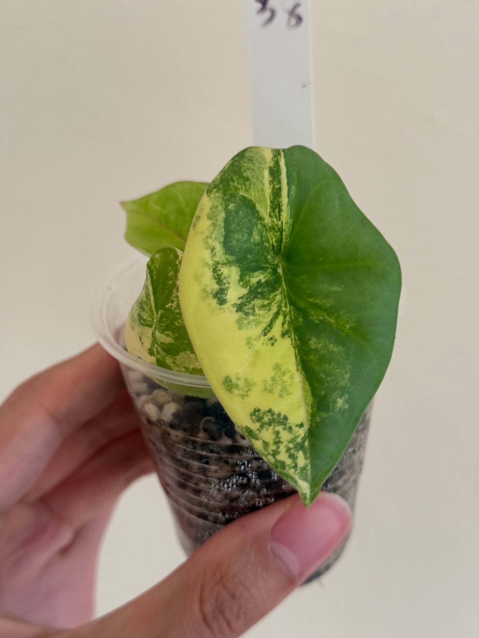 Alocasia nebula true aurea #38 + Watsonia mint albo discounted + Watsonia doff var #10