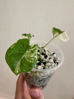 Alocasia melo albo discounted