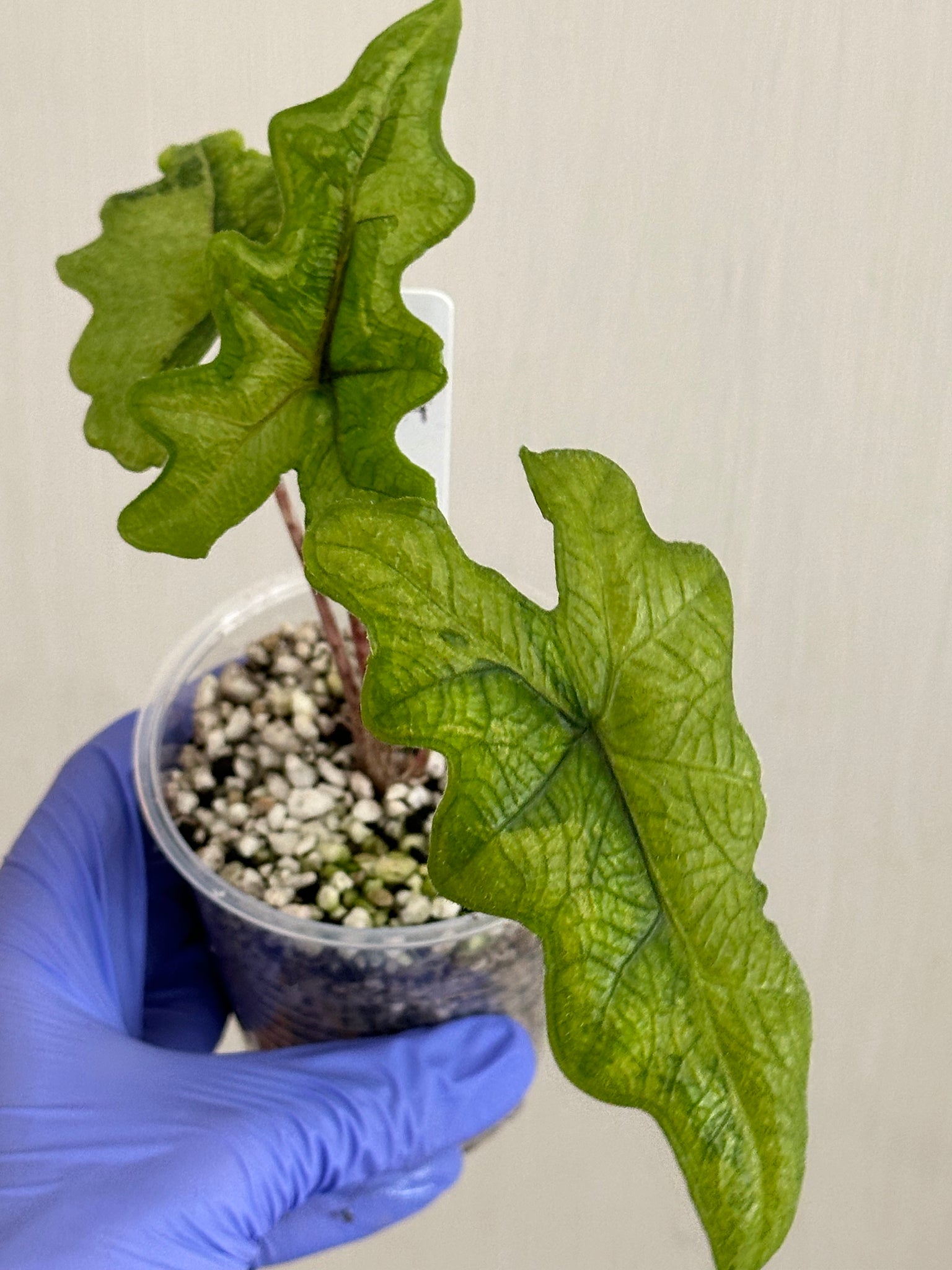 Alocasia Jacklyn Aurea