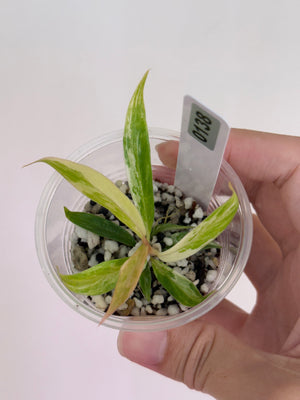 Philodendron Tortum Aurea  #138