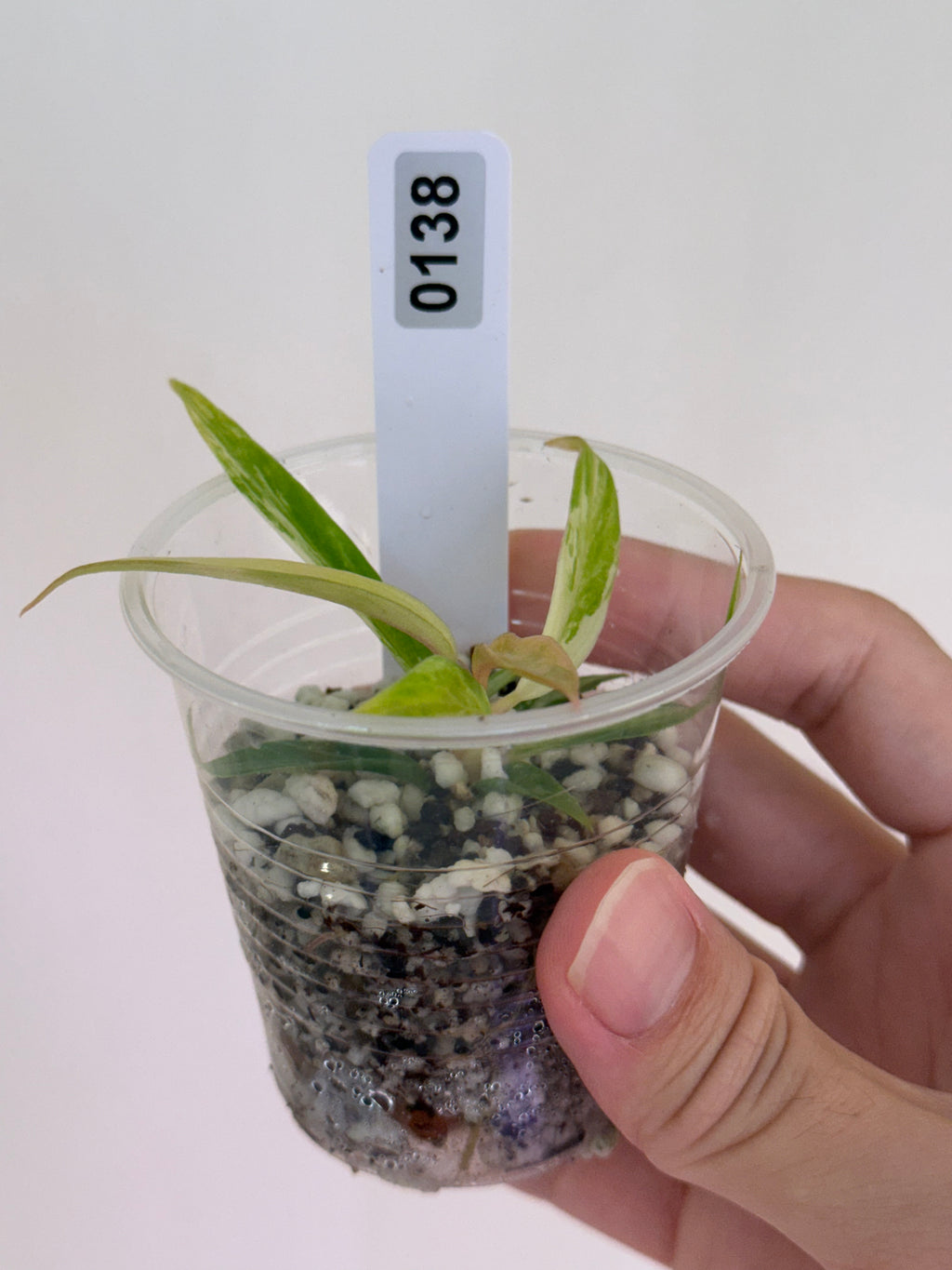 Philodendron Tortum Aurea  #138
