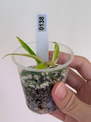 Philodendron Tortum Aurea  #138
