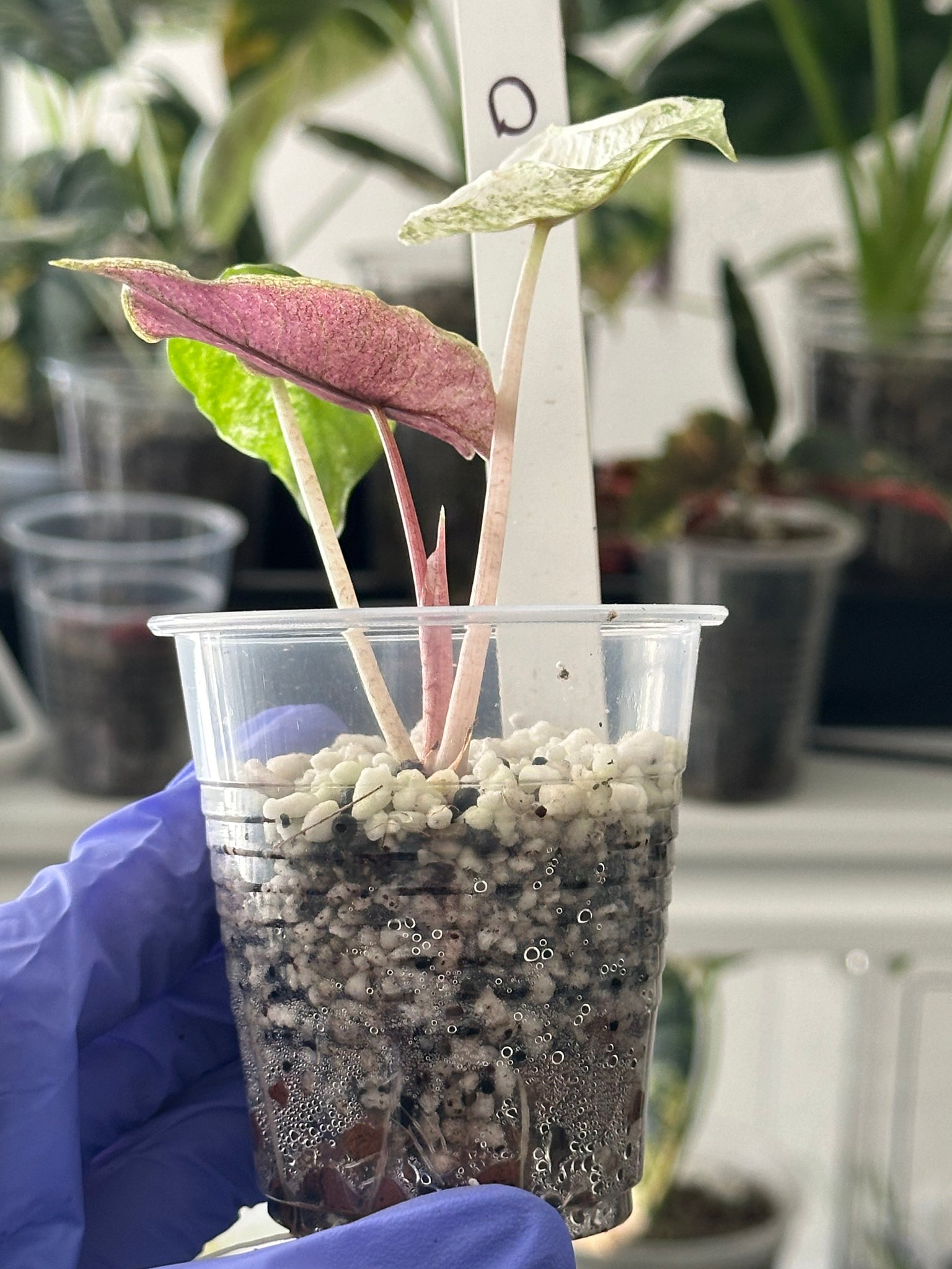 Alocasia Pink Dragon Mint (Stardust)- flawless variegation – SOLARMONSTERA