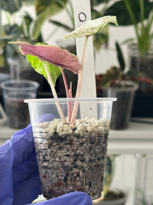 Alocasia Pink Dragon Mint (Stardust)- flawless variegation