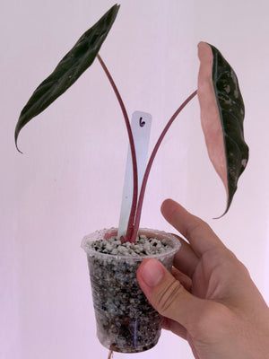Alocasia Chantrieri Pink high var new leaf