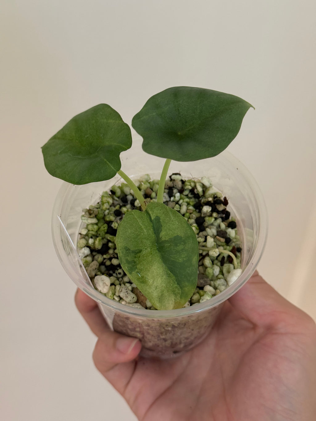 Alocasia nebula minty aurea var