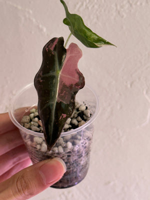 Alocasia Nobilis pink/albo