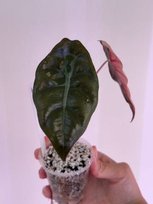 Alocasia Chantrieri Pink high var new leaf