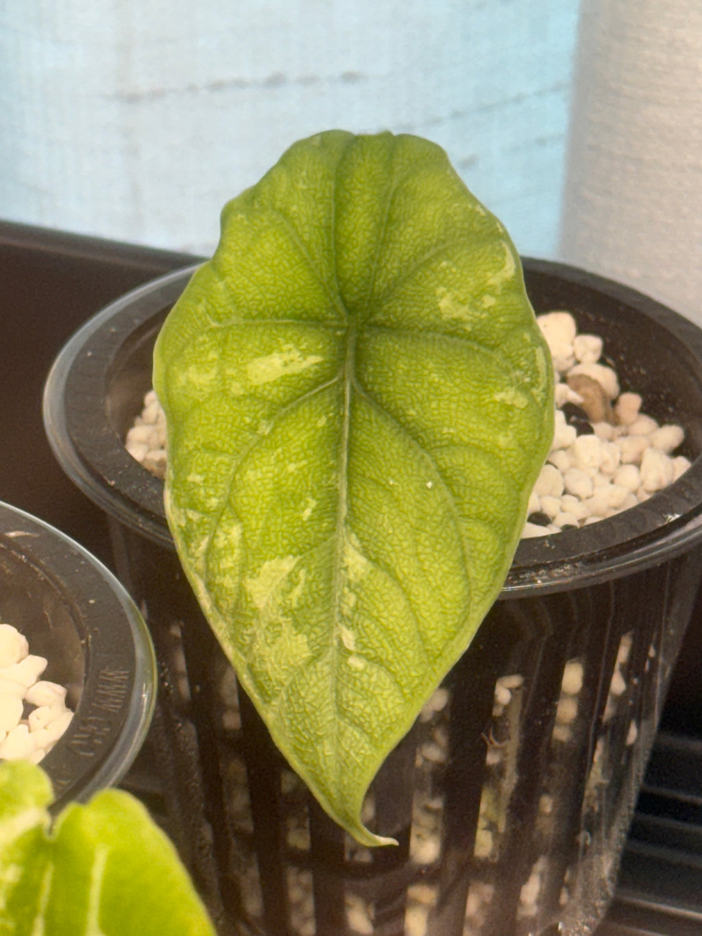 Wentii pink and melo albo last payment + UPS 2 day