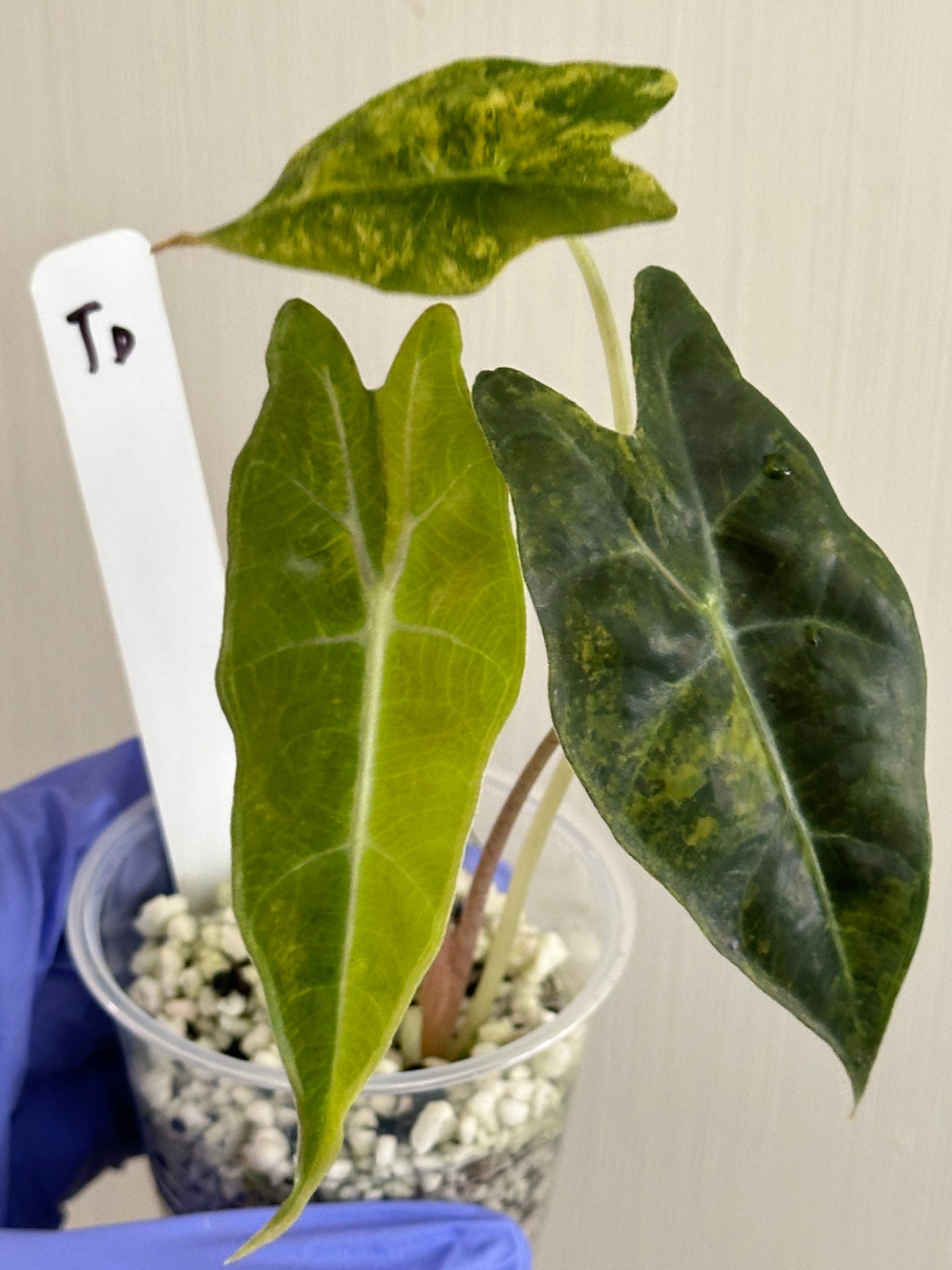 Alocasia Sanderiana Bull Aurea