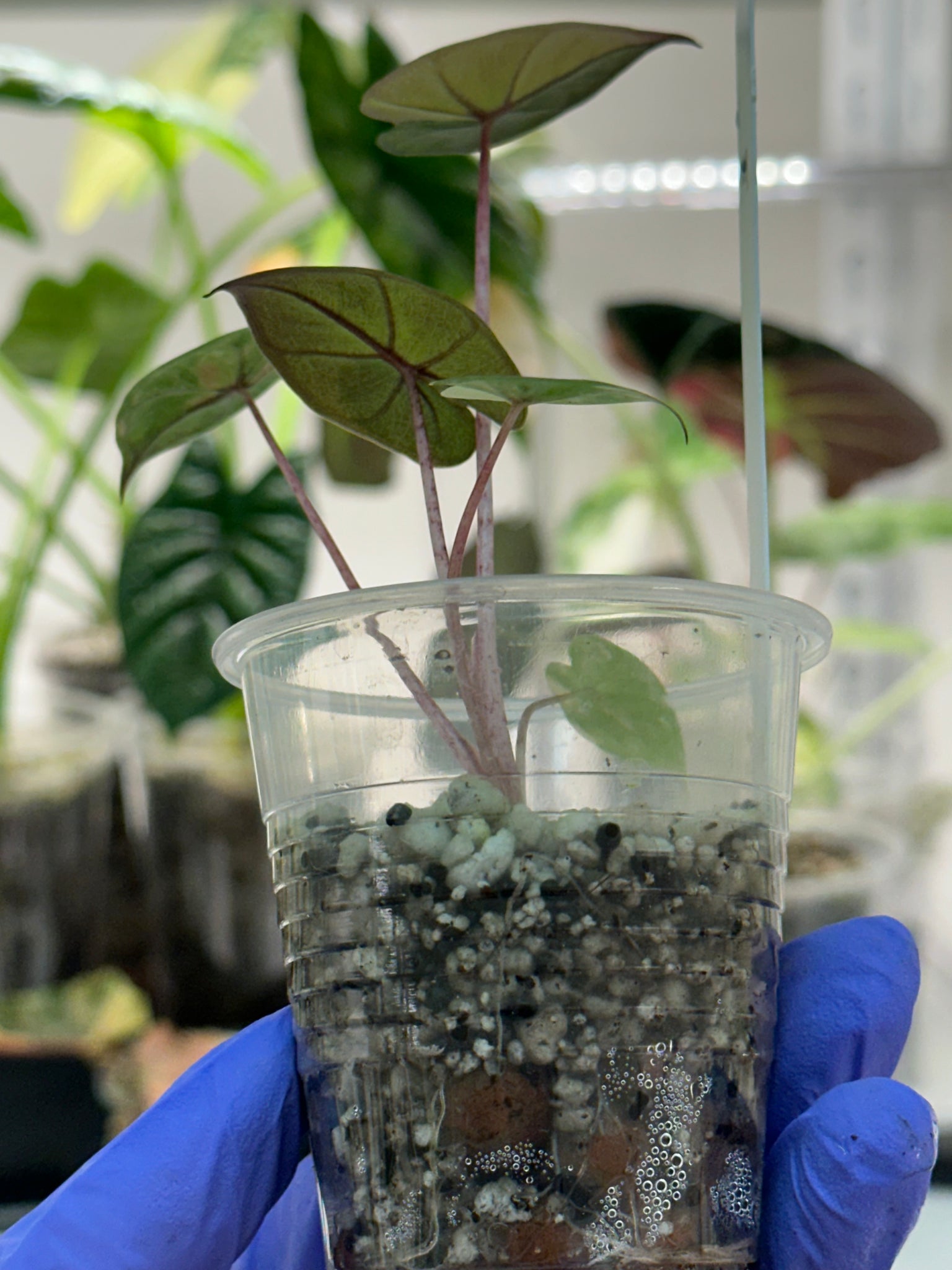 Alocasia Yucatán Princess Aurea high var