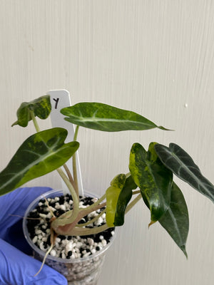 Alocasia Bambino Aurea