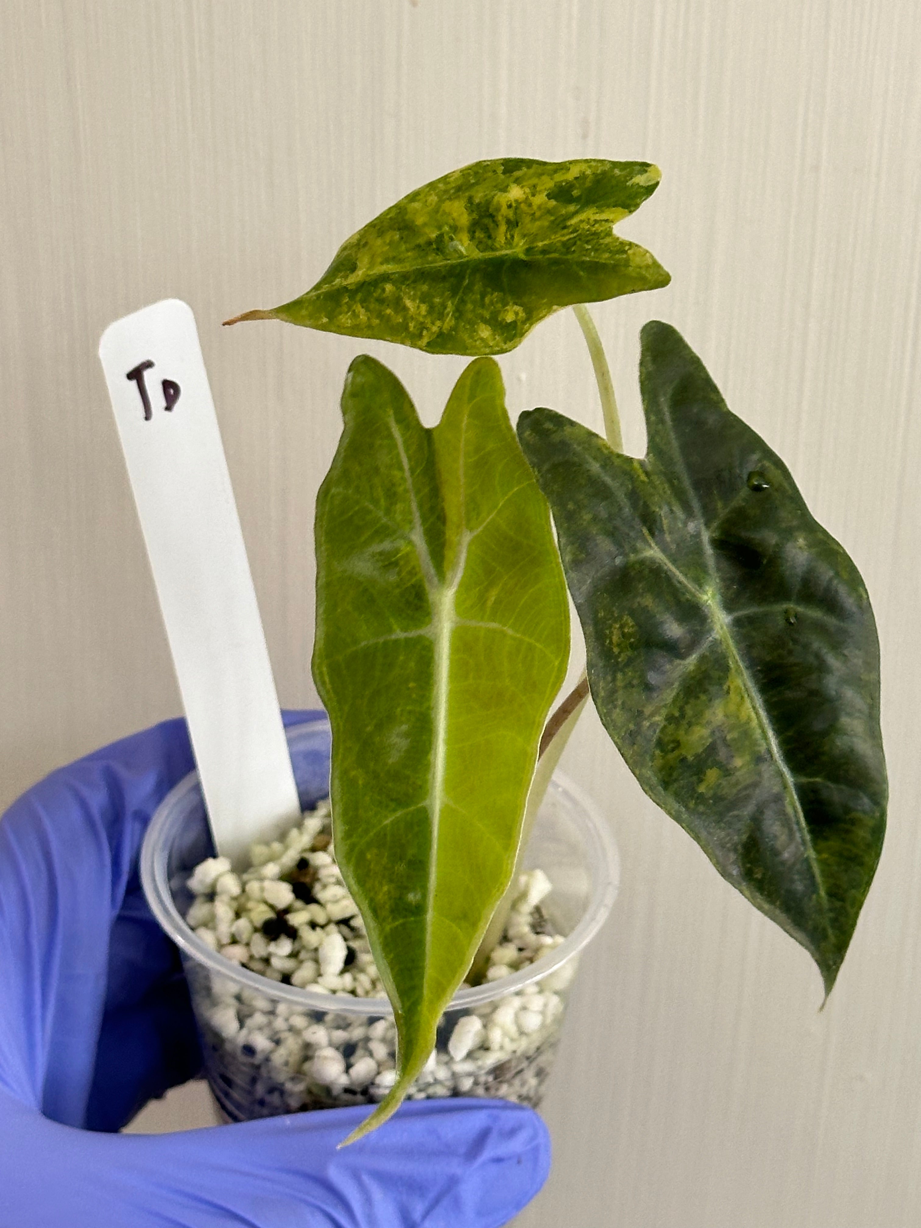 Alocasia Sanderiana Bull Aurea – SOLARMONSTERA