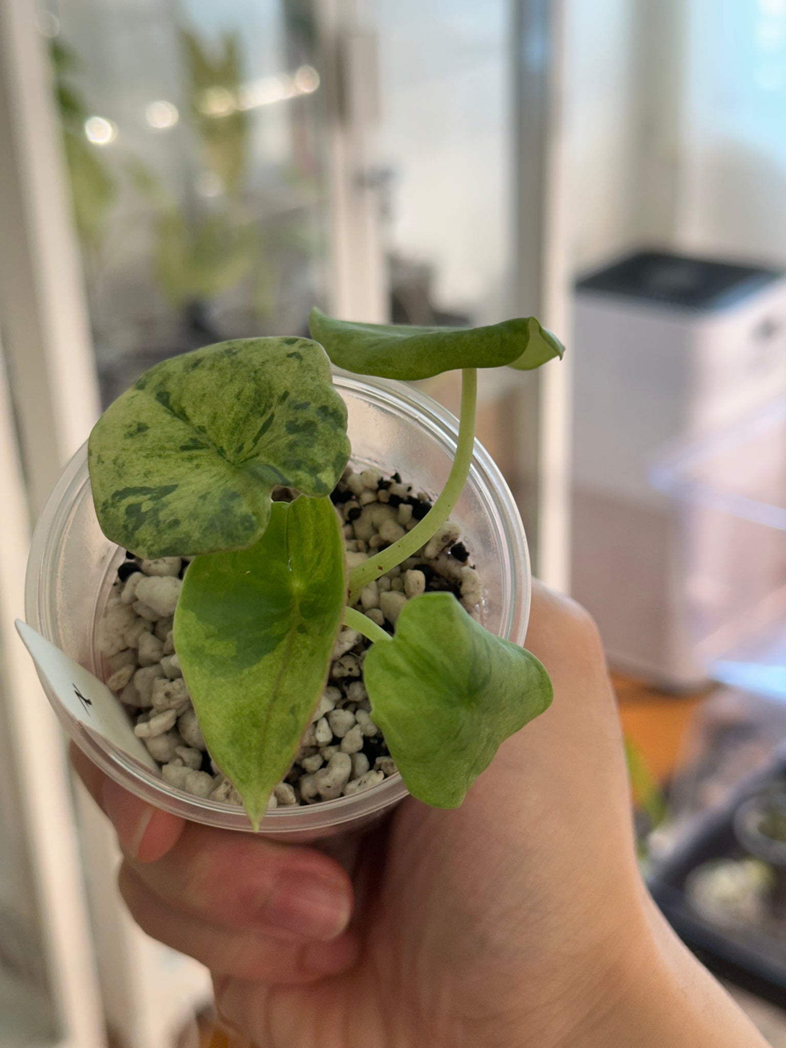 Alocasia nebula minty aurea + Watsonia mint albo high var