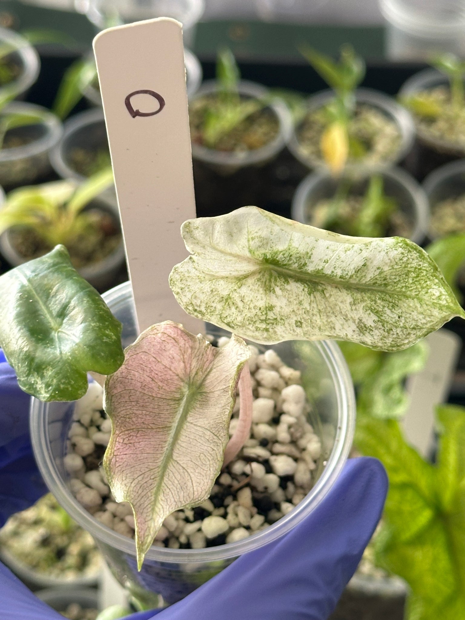 Alocasia Pink Dragon Mint (Stardust)- flawless variegation – SOLARMONSTERA