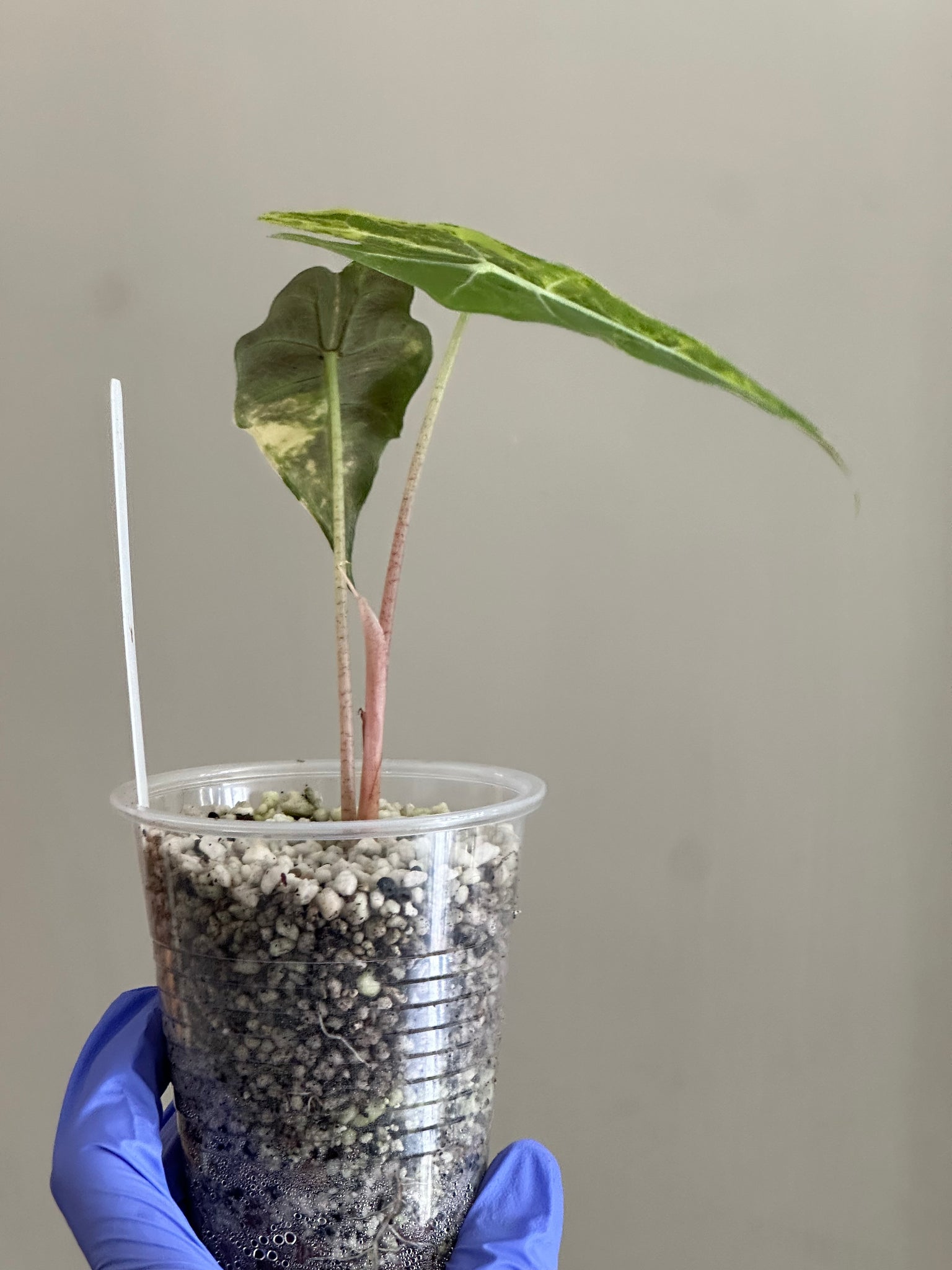 Alocasia Sanderiana Bull Aurea