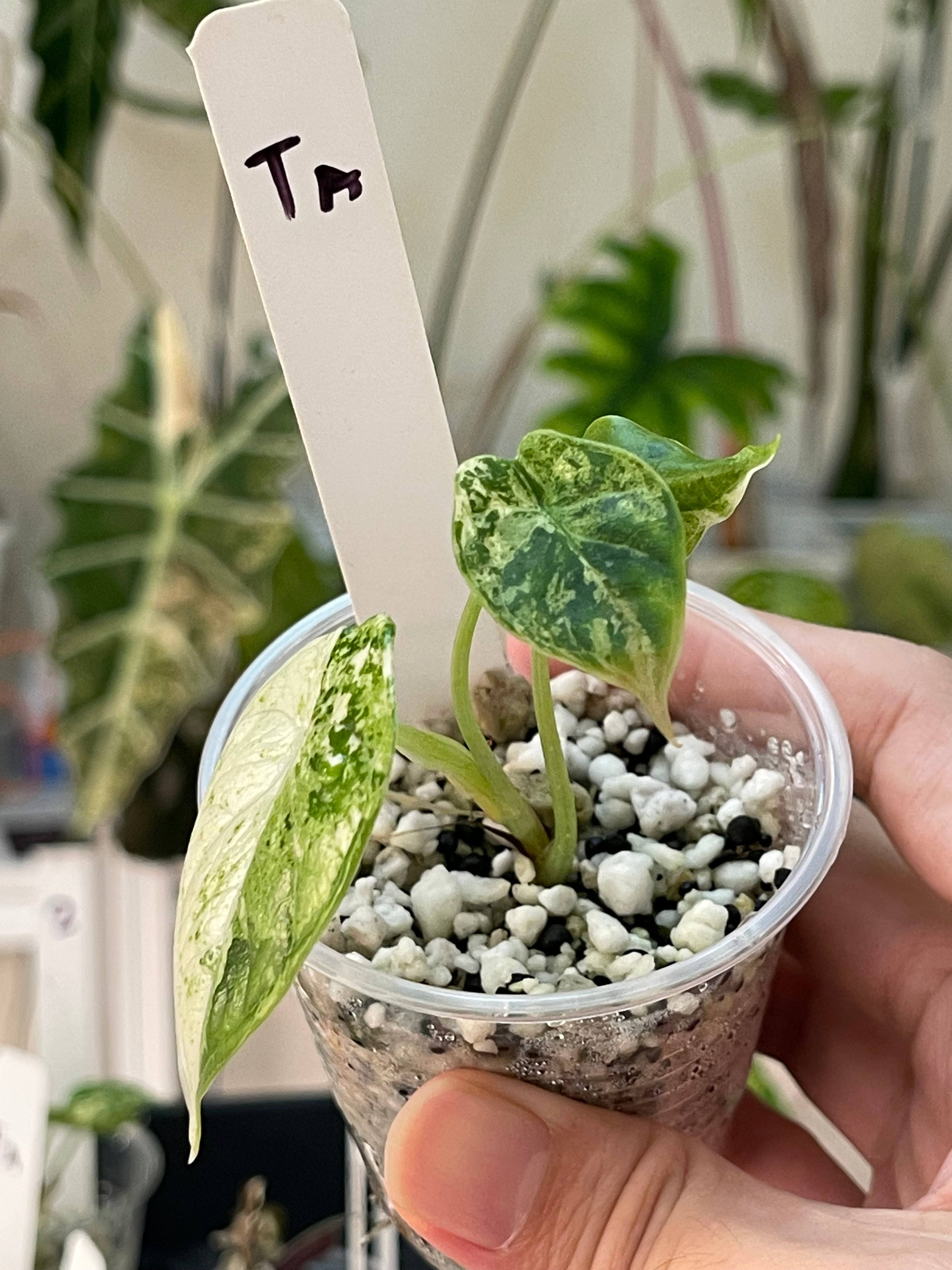 Alocasia Dragon Scale Mint #TA – SOLARMONSTERA Alocasia Dragon Scale Mint #TA – SOLARMONSTERA