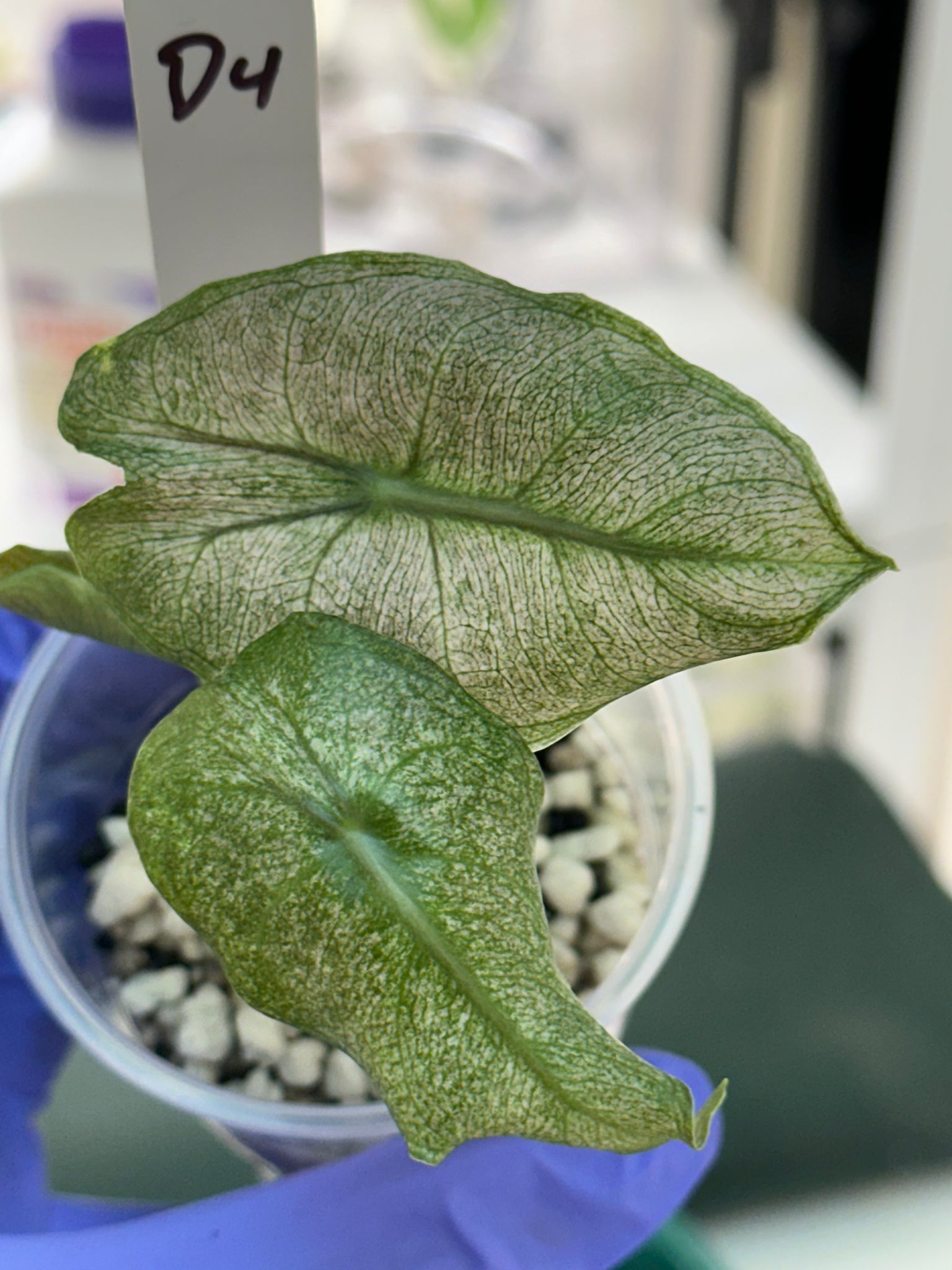 Alocasia Pink Dragon ‘stardust’ D4