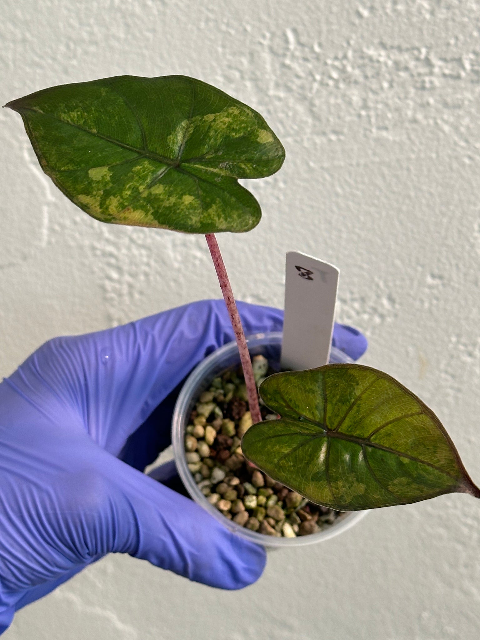 Alocasia Yucatán Princess Aurea high variegation