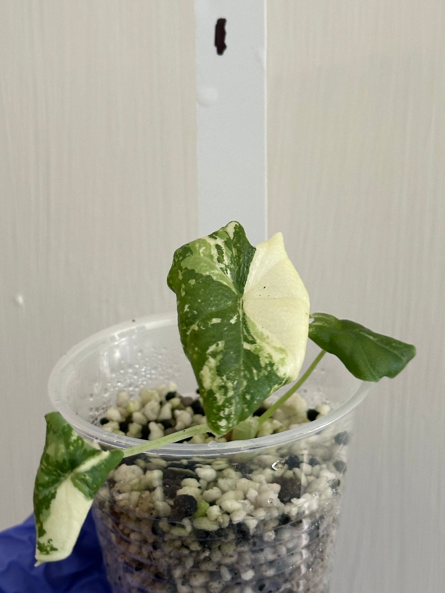 Alocasia Melo Albo (Rare)