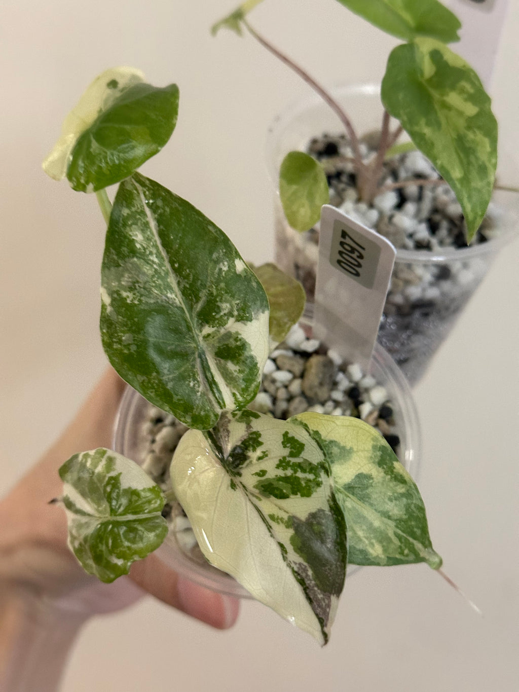 last payment 🍀 UPS next day saver