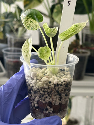 Alocasia Dragon Scale Mint