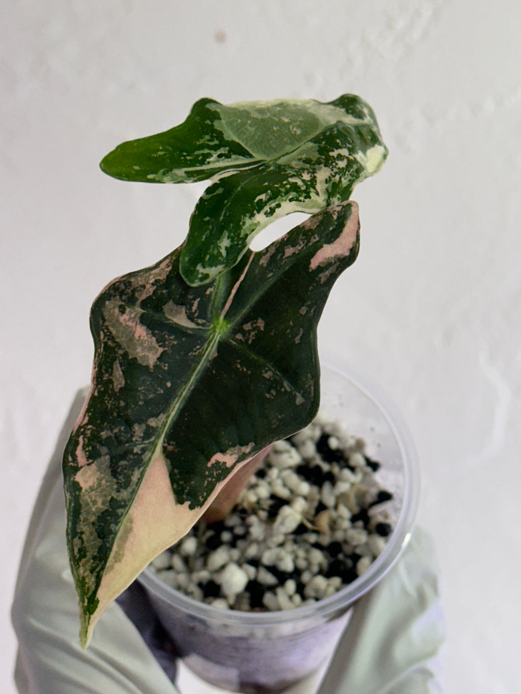 Sanderiana Nobilis Pink/Albo high var